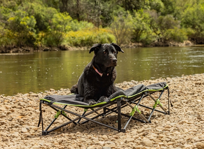 Hunde campingseng XL - sammenfoldelig 